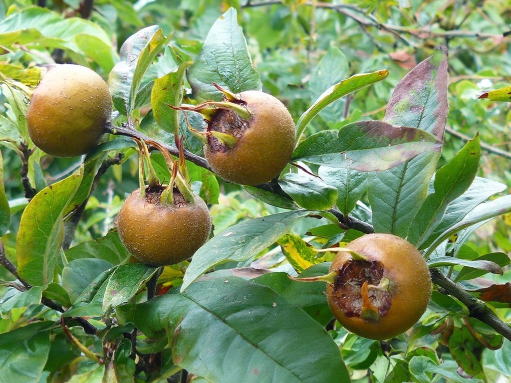 Mespilus germanica 'Berlaar' - Néflier