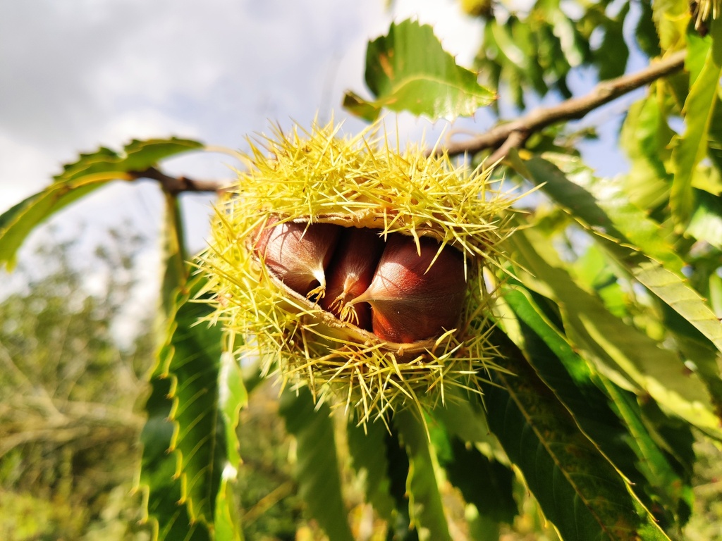 Castanea 'Maridonne' - Châtaignier