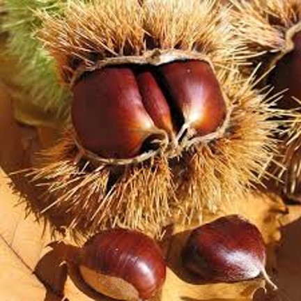 Castanea 'Marsol' - Süße Kastanie