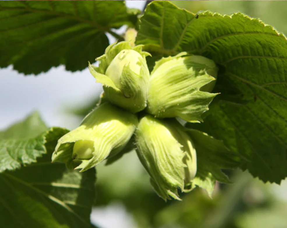 Corylus avellana 'Webb's Prize Cob' - Hasel