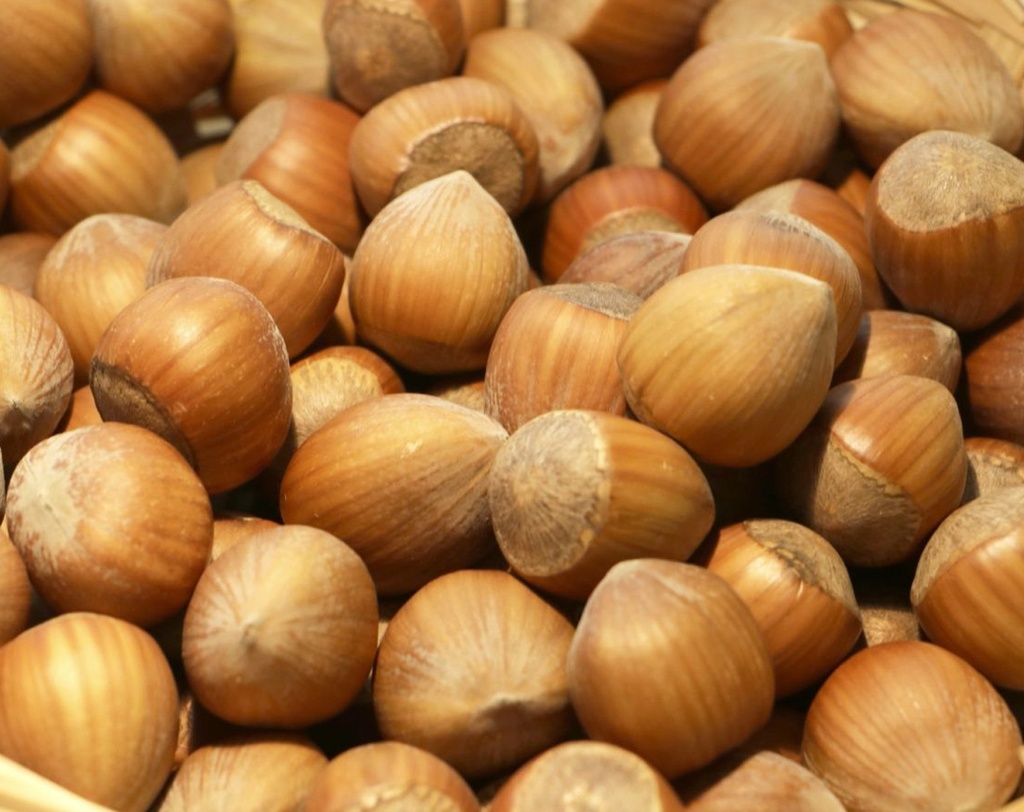 Corylus avellana 'Englische Riesen' - Hazelaar