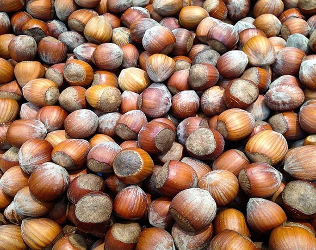 Corylus avellana 'Tonda di Giffoni' - Noisetier