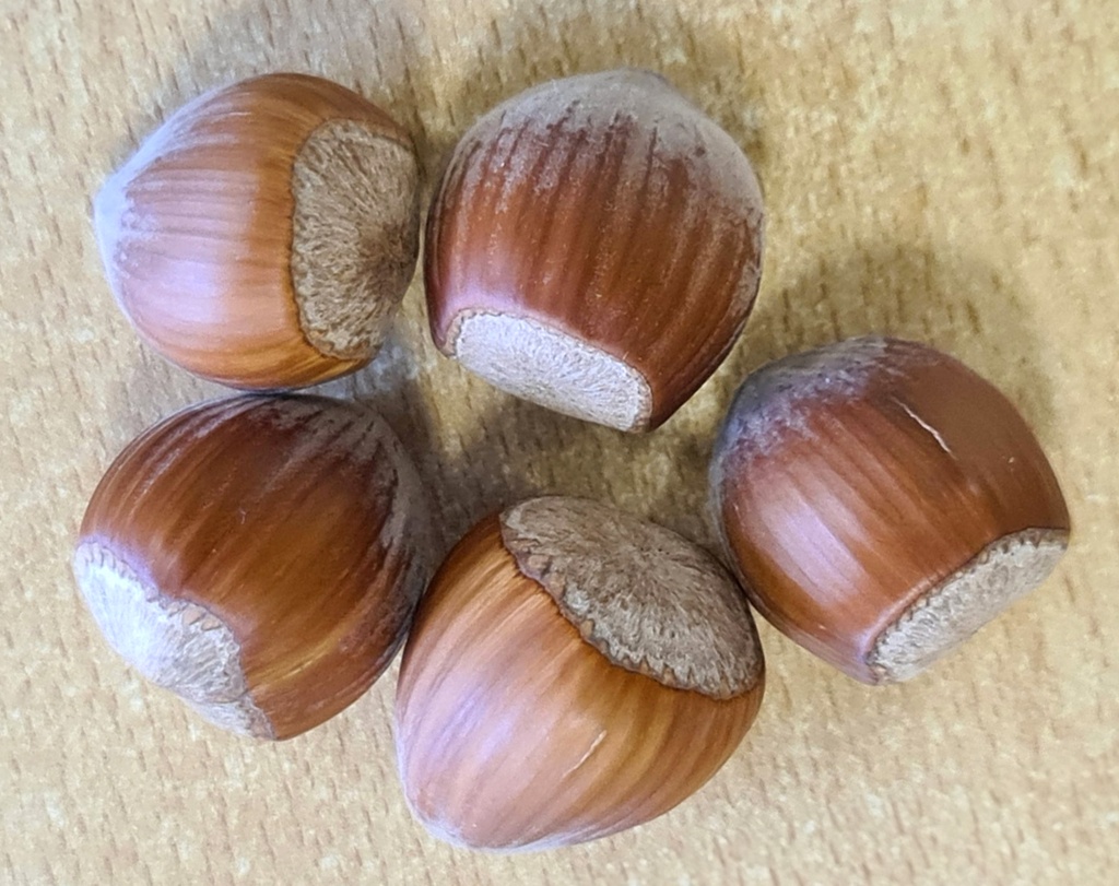 Corylus avellana 'Wunder aus Bollweiler' - Hasel