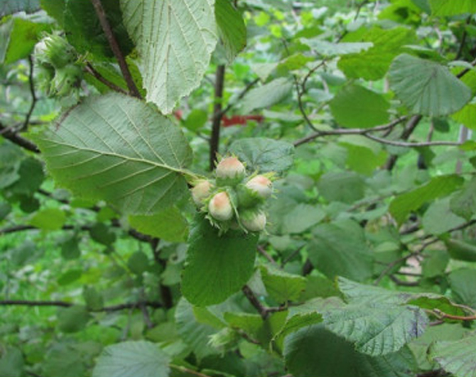 Corylus avellana 'Kataloński' - Hazelaar