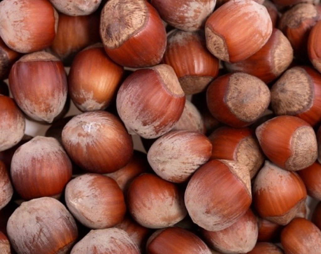 Corylus avellana 'Géant de Halle' - Hasel