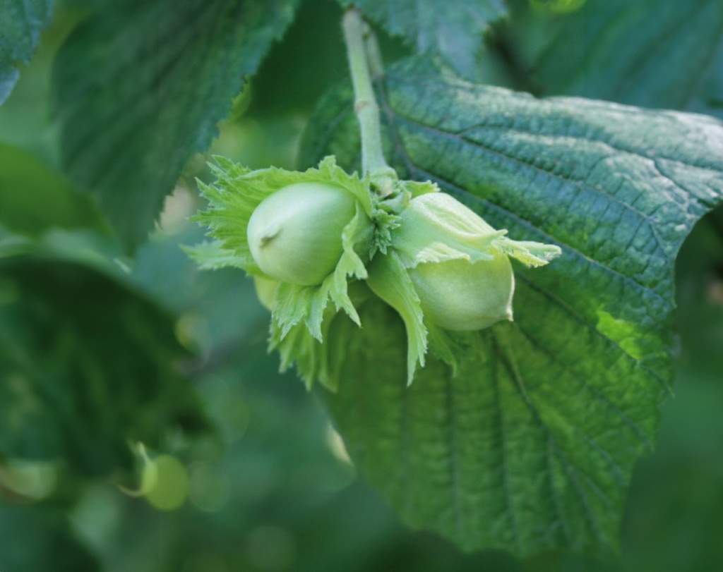 Corylus avellana 'Barcelona' - Noisetier
