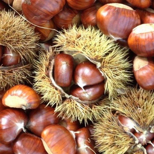 Castanea 'Marigoule' - Tamme kastanje