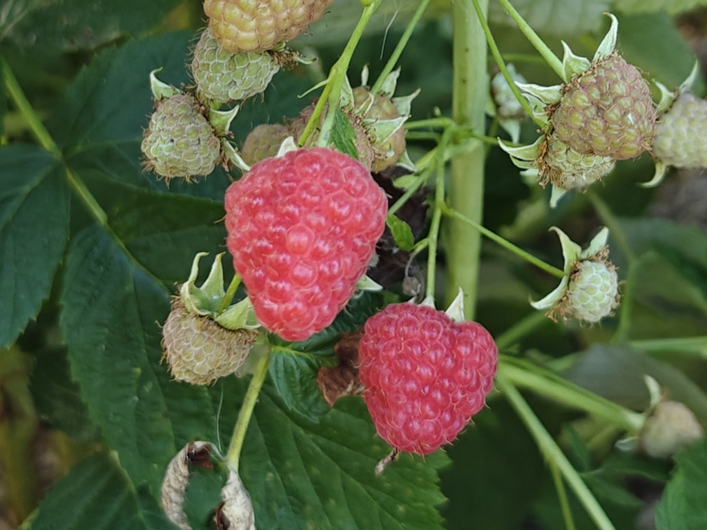Rubus idaeus 'Malling Promise' - Red summer raspberry