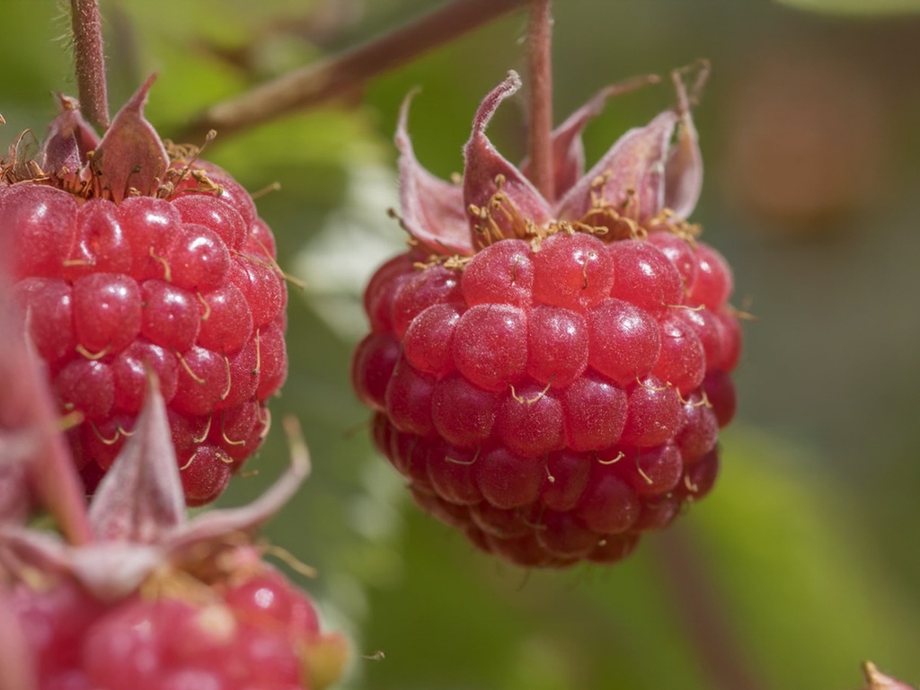 Rubus idaeus 'Ottawa' - Framboise d'automne rouge