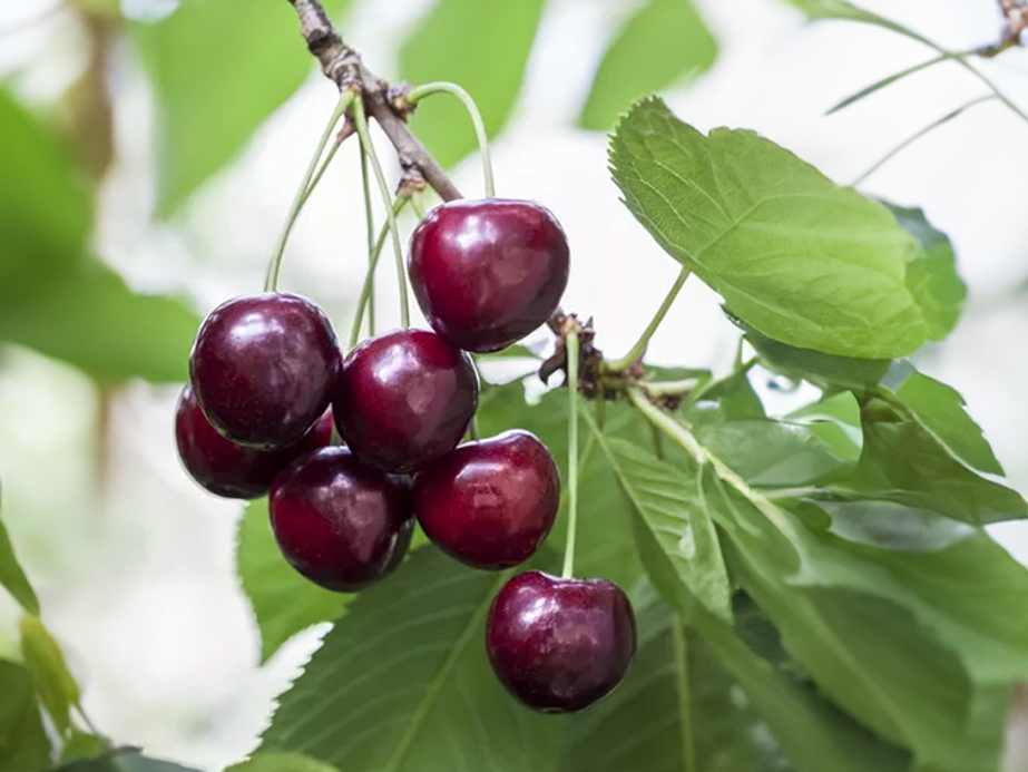 Prunus avium 'Karina' - Süßkirsche