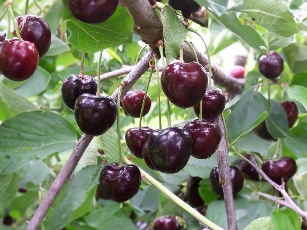 Prunus avium 'Kordia' - Zoete kers