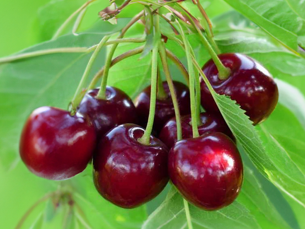 Prunus avium 'Sunburst' - Süßkirsche