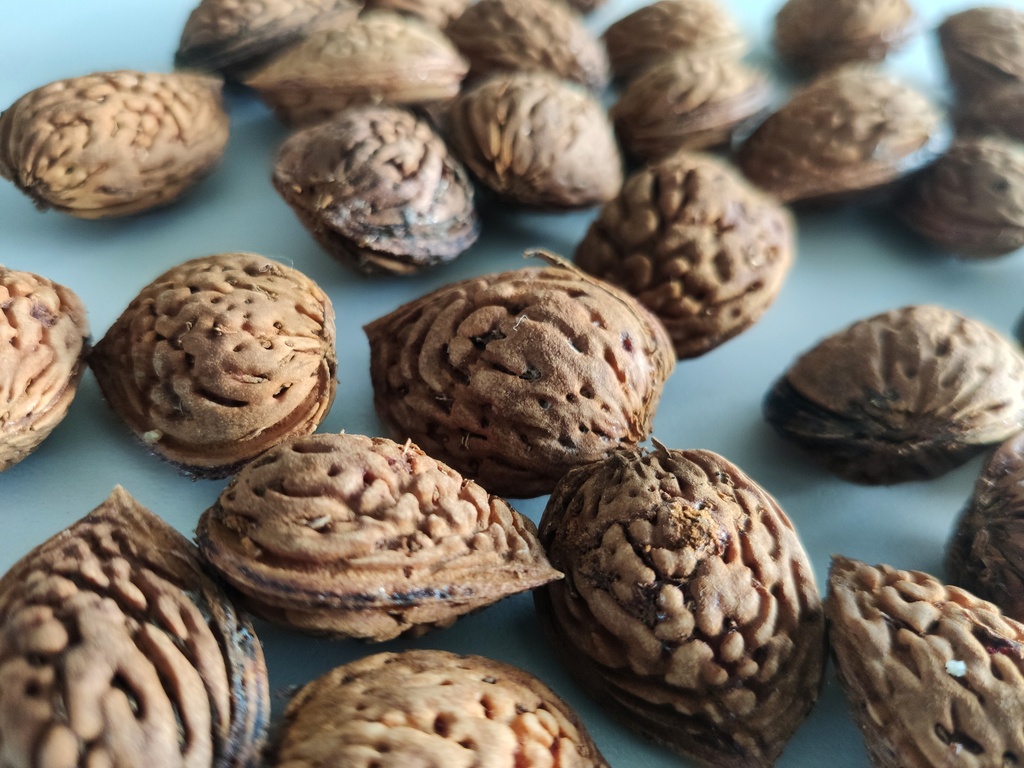 Prunus dulcis 'Robijn' - Amandel