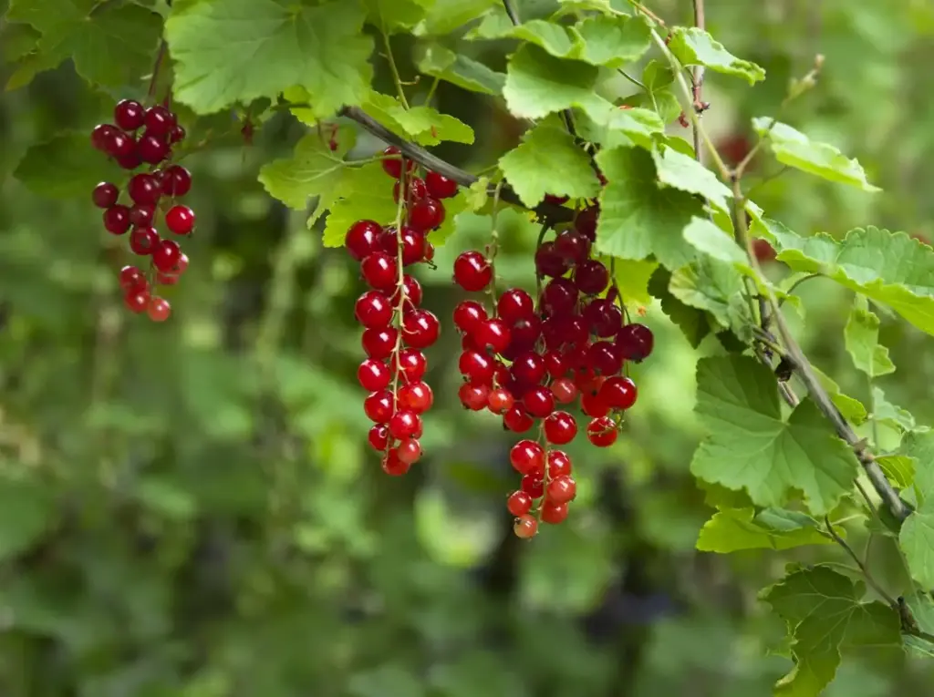 Ribes rubrum 'Jonkheer van Tets' - Rote Johannisbeere