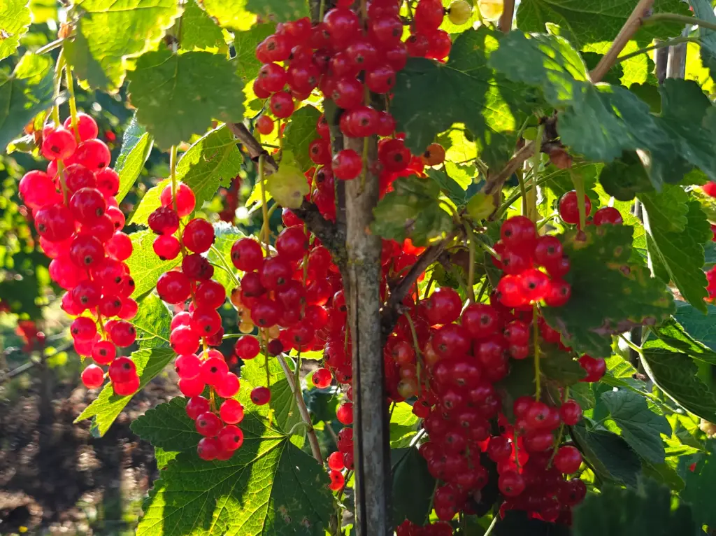 Ribes rubrum 'Rovada' - Red currant