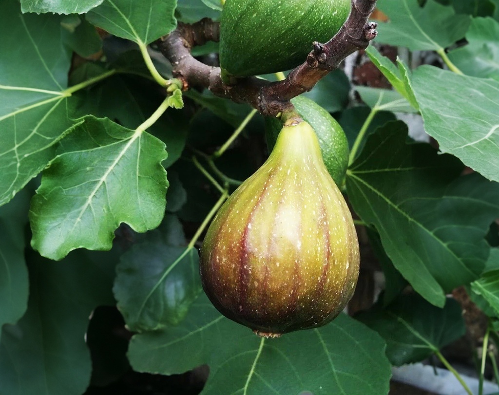 Ficus carica 'Brown Turkey' - Vijg