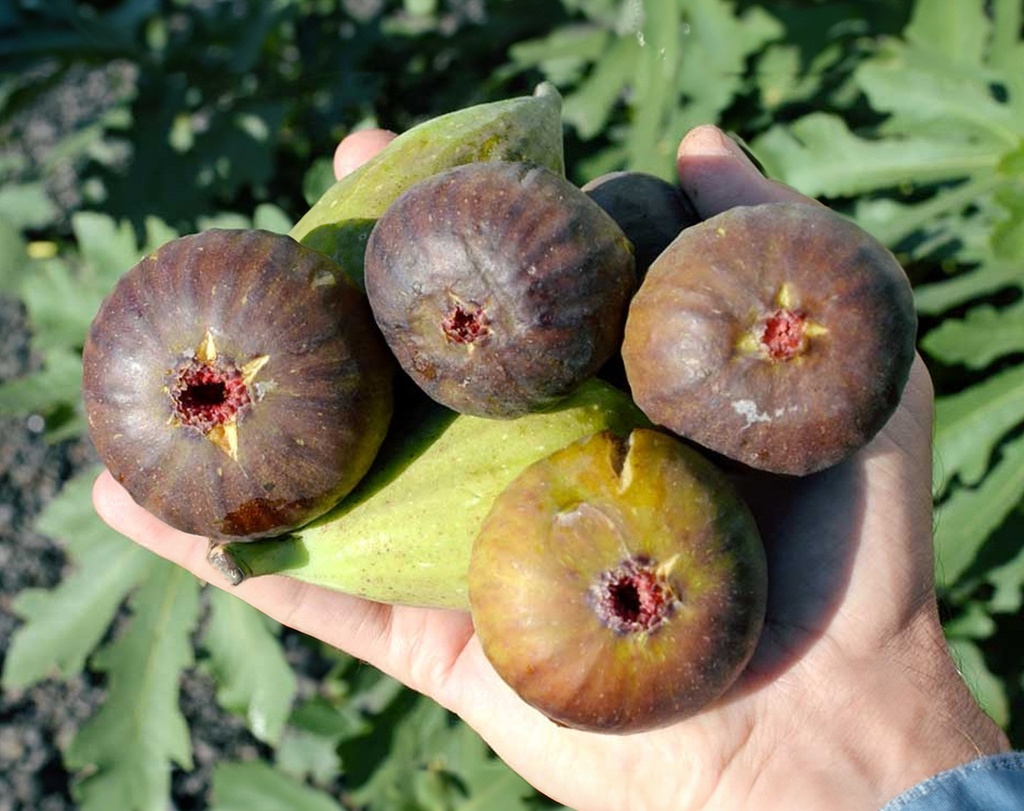 Ficus carica 'Bornholm's Diamond' - Feigenbaum
