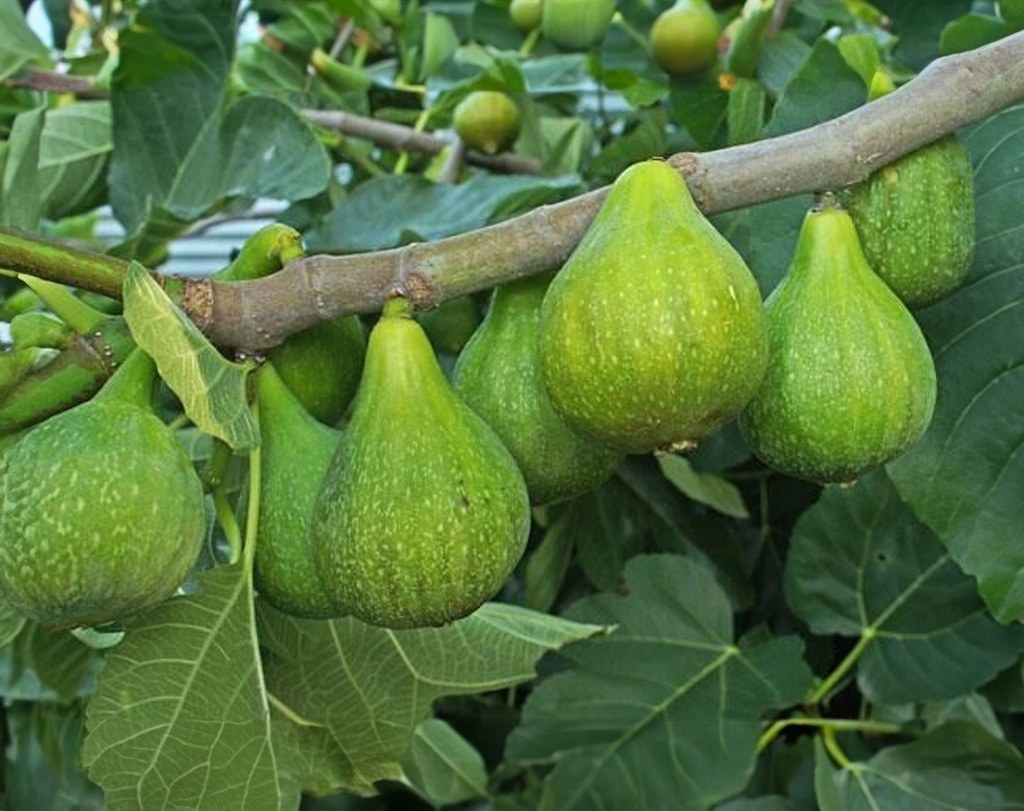 Ficus carica 'Desert King' - Figuier