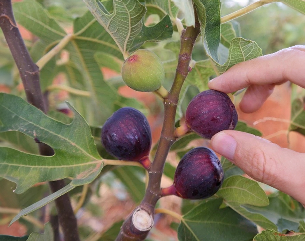 Ficus carica 'Ronde de Bordeaux' - Vijg