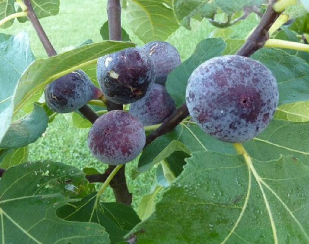 Ficus carica 'Pastilière' - Vijg