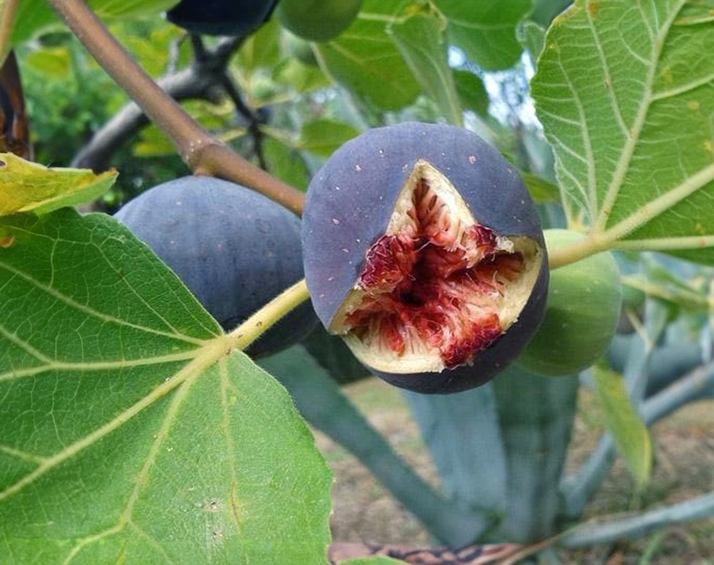 Ficus carica 'Sultane' - Figuier