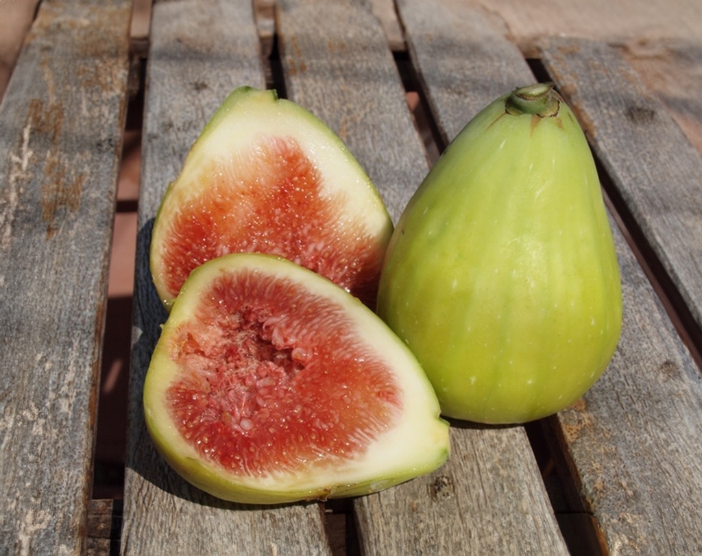 Ficus carica 'Dalmatie' - Figuier