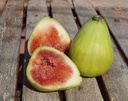 Ficus carica 'Dalmatie' - Vijg