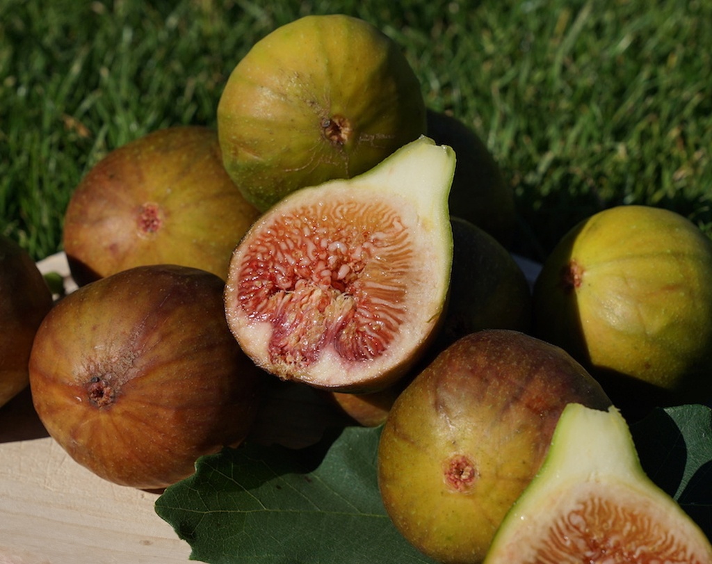 Ficus carica 'Madeleine des Deux Saisons' - Vijg