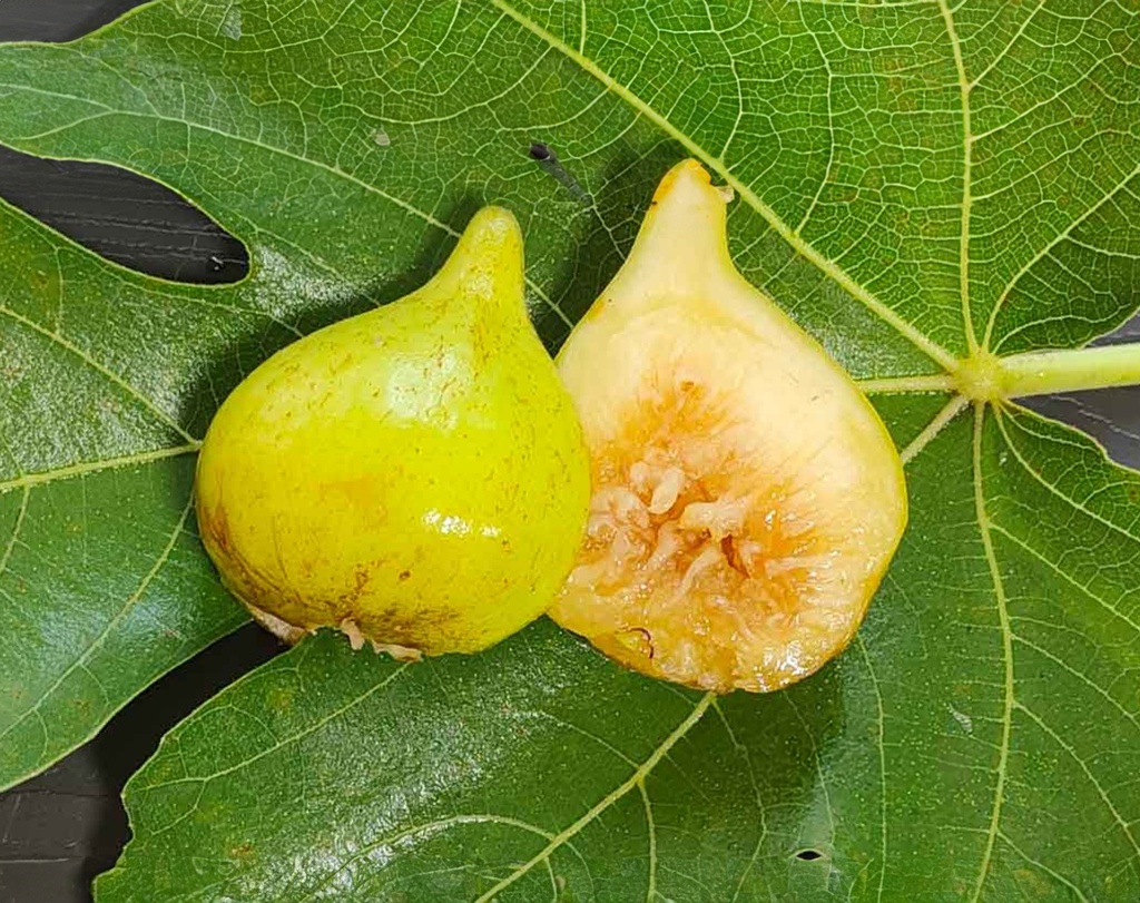Ficus carica 'Blanche' - Figuier