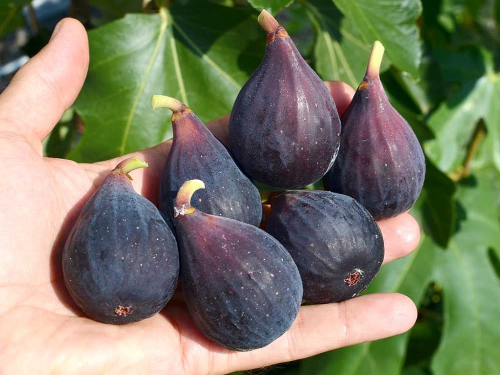 Ficus carica 'Negronne' - Feigenbaum