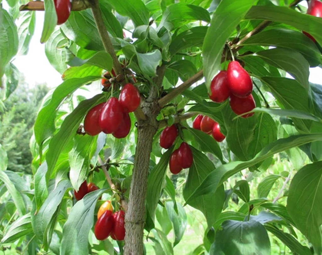 Cornus mas 'Nikołka' - Cornelian Cherry