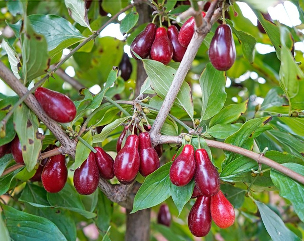 Cornus mas 'Szafer' - Gele kornoelje