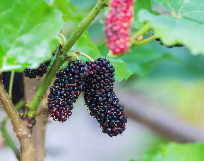 Morus 'Repsime' - Mullberry