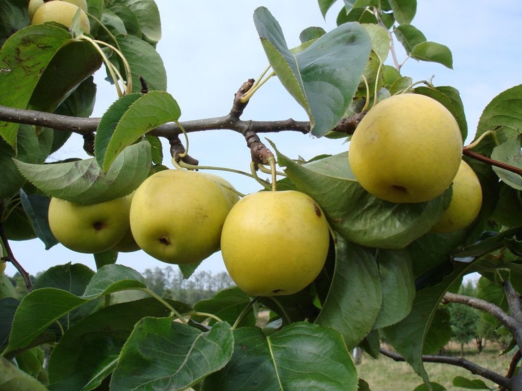Pyrus pyrifolia 'Shinseiki' - Nashi