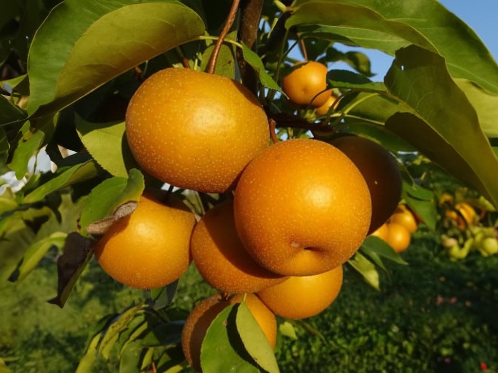 Pyrus pyrifolia 'Chojuro' - Nashi