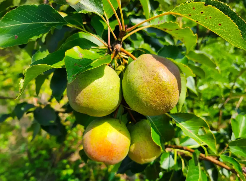 Pyrus pyrifolia 'Turnbull Giant' - Nashi