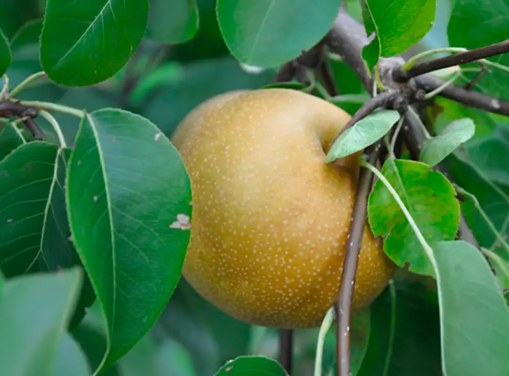 Pyrus pyrifolia 'Tennosui' - Nashi