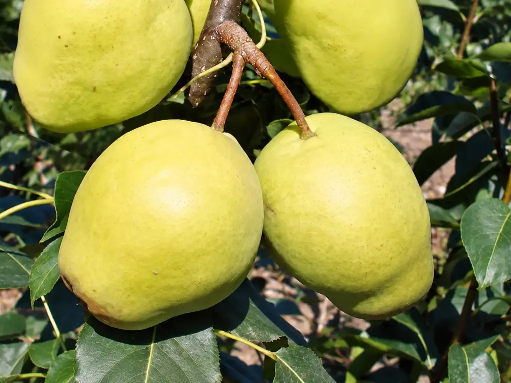 Pyrus pyrifolia 'Early Shu' - Nashi