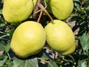 Pyrus pyrifolia 'Early Shu' - Nashi