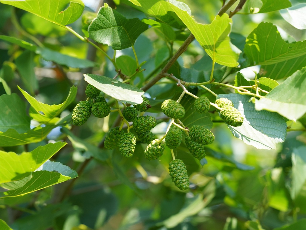 Alnus glutinosa - Zwarte els