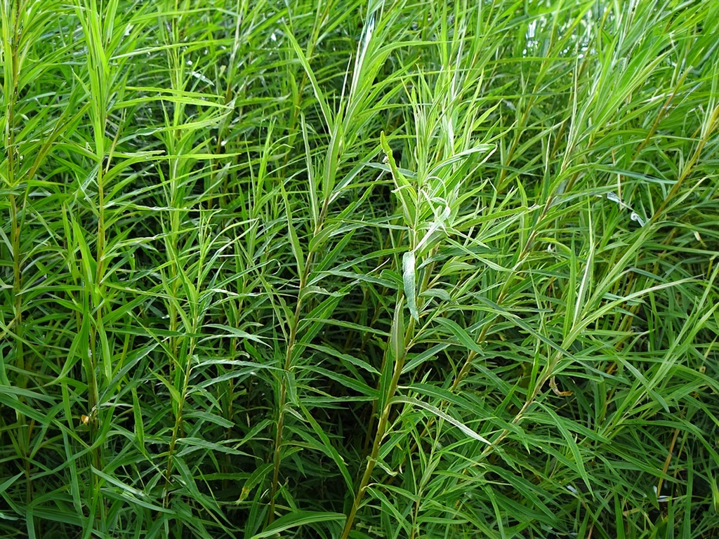 Salix viminalis - Osier commun
