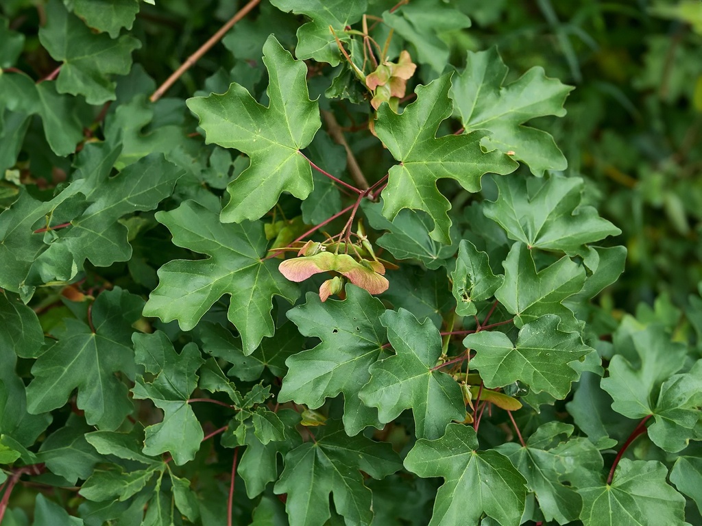 Acer campestre - Érable champêtre