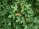 Acer campestre - Feldahorn 
