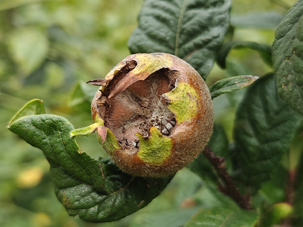 Mespilus germanica 'Big Wild' - Medlar