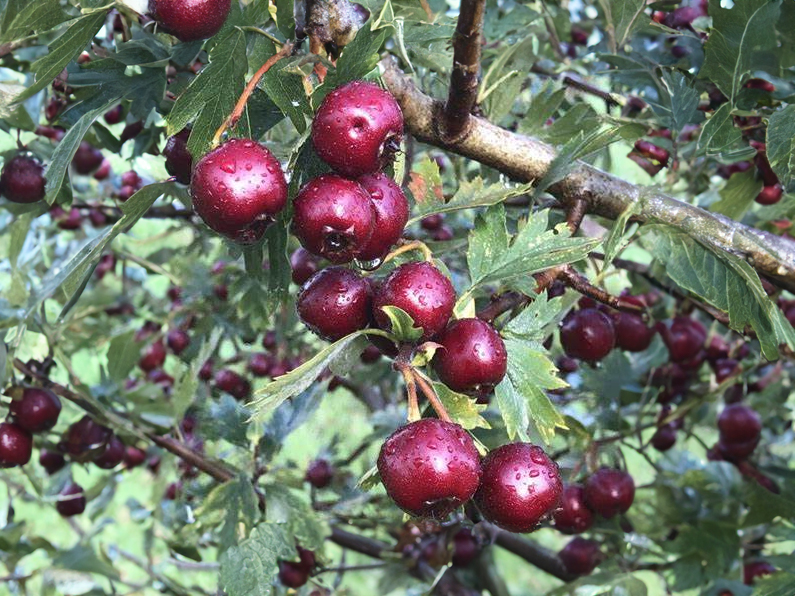 Crataegus schraderiana - Meidoorn