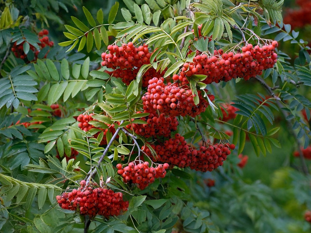 Sorbus aucuparia var. edulis - Lijsterbes