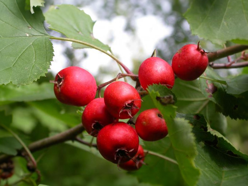 Crataegus ellwangeriana 'Fire Ball' - Hawthorn