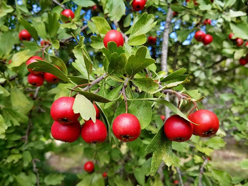 Crataegus x ruscinonensis - Hawthorn