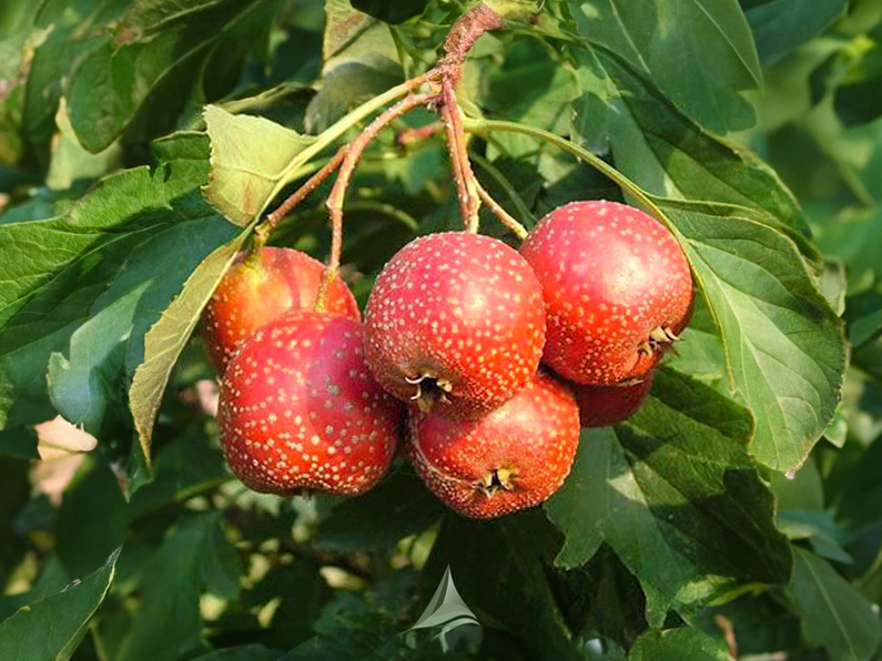 Crataegus pinnatifida 'Big Golden Star' - Weißdorn