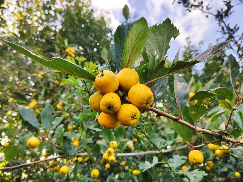 Crataegus mexicana - Mexikanischer Weißdorn